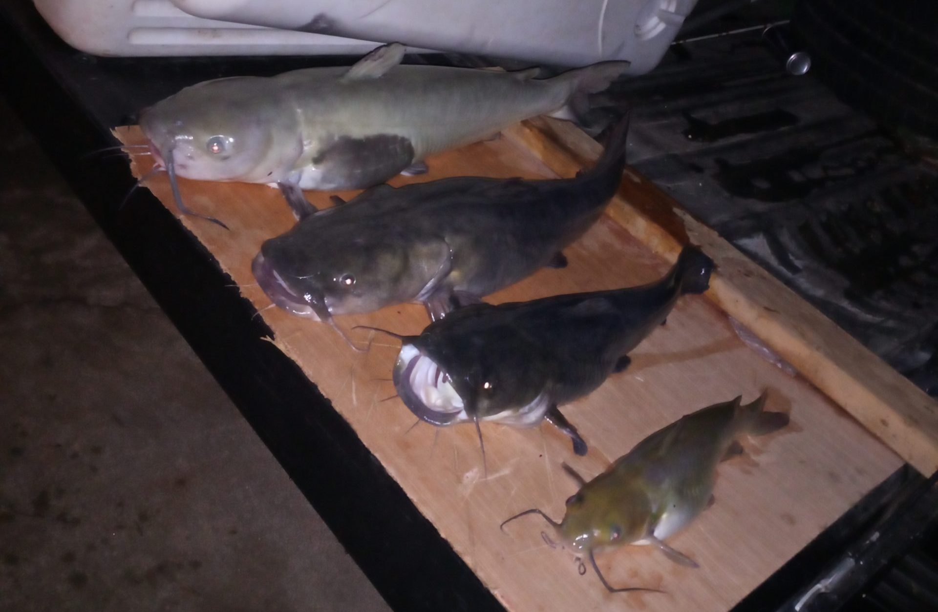 Catching catfish on the Lake Hefner Dam - Piedmont-Surrey Gazette